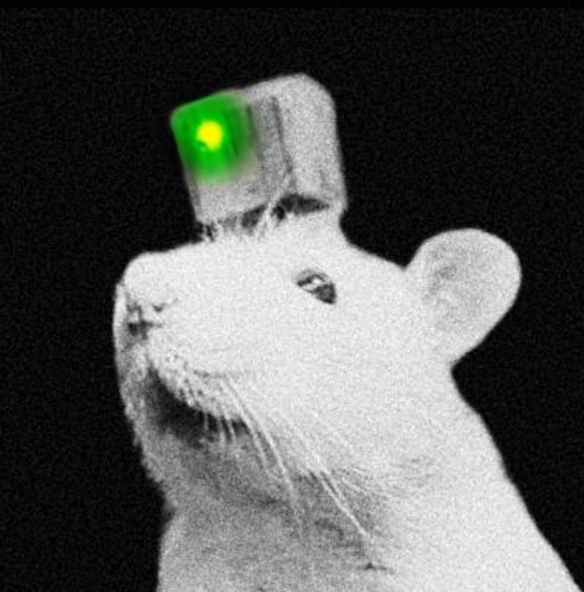 thesolanapost's tweet photo. 🚨 PYTHIA (@neirylab) is now the #1 DeSci meme by market cap! https://t.co/0ASAyLY2qg