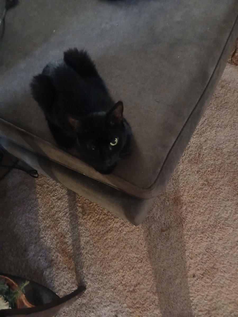SuzyTotten's tweet photo. Glenda (19) sleeps like a pile of cooked spaghetti noodles. Kate (17) just loafs &amp; purrs! 
The floor pillows are to protect Glenda when she falls in her sleep 😆 🤣 https://t.co/0f0fXL9ut2