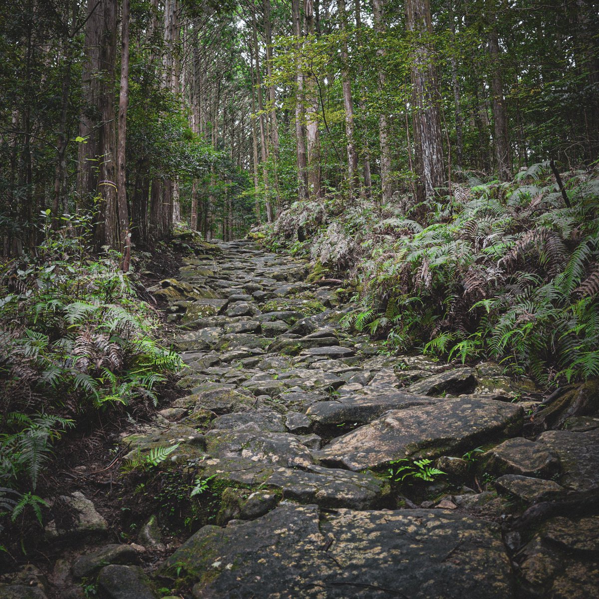 次回の動画は世界遺産、熊野古道を歩きます。
皆さんは歩いたことありますか？