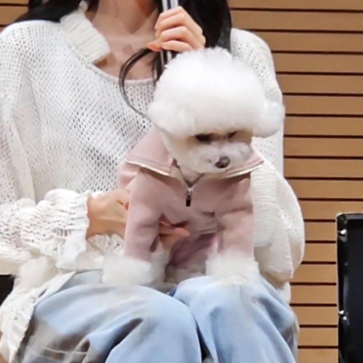 영원ㅎㅣ..무릎강쥐인것..귀엽다..