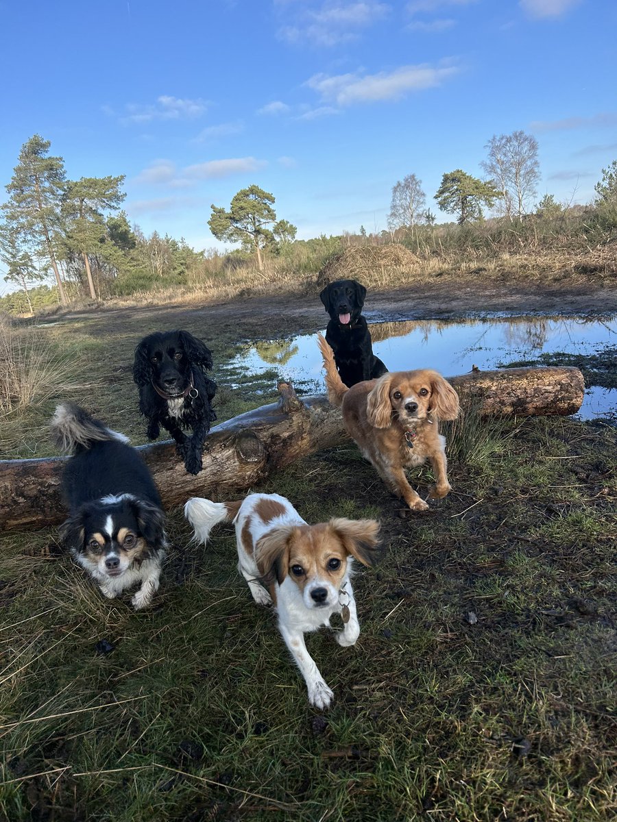 As you can see, we don’t really use Twitter / X … but we are still in business, 6 years on! Where have the years gone?! To the next 6 &amp; hopefully many more 💚🐾 #PawprintsforMiles #DogWalking #Haslemere #Surrey