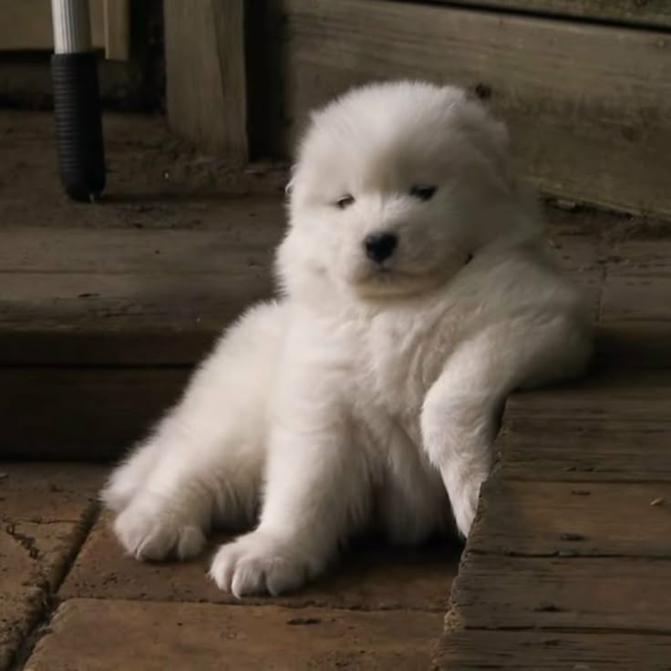 dogs so cute that could save the world (@dogssaveworld) on Twitter photo 