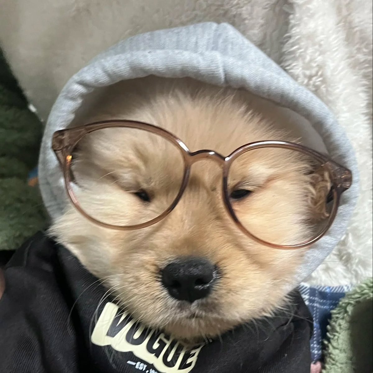 dogs so cute that could save the world tweet media