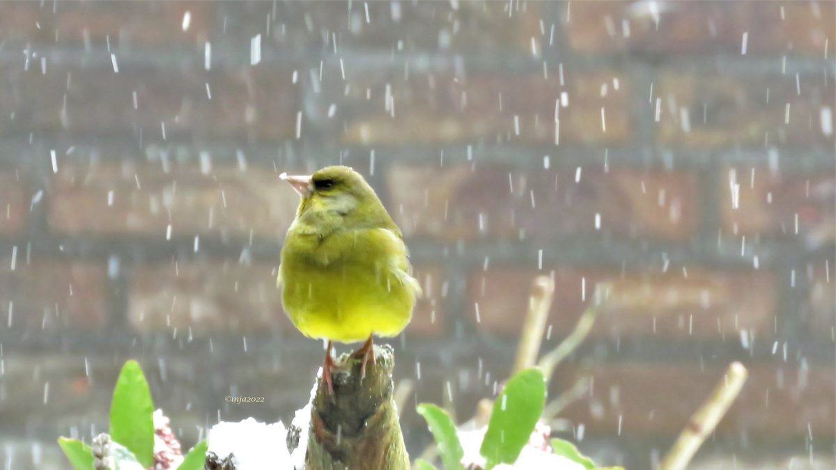 inja5248's tweet photo. #februarivogelmaand
dag 8 #groenling "hee, wat zit er nu op m'n snavel" https://t.co/W8XpLUYTTo