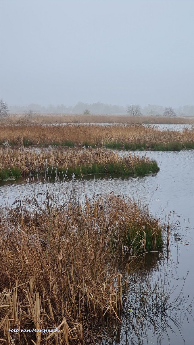 Margreeth0_0's tweet image. In het grijs van mist wordt het riet #koper van kleur. Voor #KleurInDeNatuur van @ChrRoland