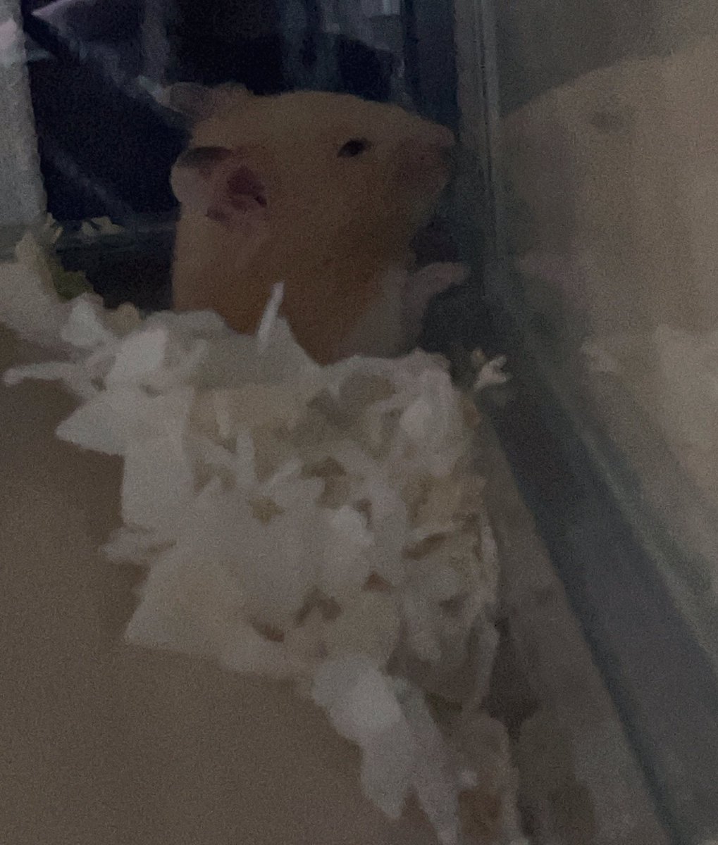 いつも外見てるけど何が見えるのー🤔