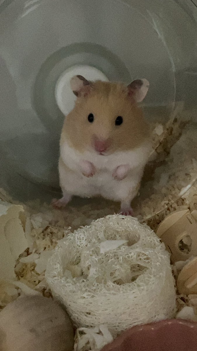 このお肉で短いおてて可愛すぎ