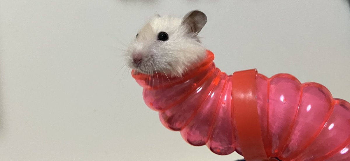 ミミズもちさん