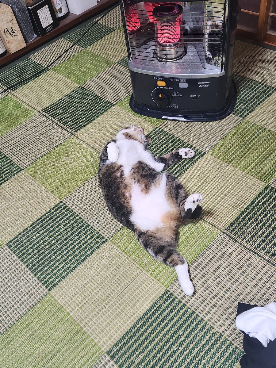 Momijifarm1's tweet photo. 今夜はすごく寒いね
保護猫もみじさん、保護されててよかったね（笑）
寒がりだもんね https://t.co/E8Xa0sF6gZ