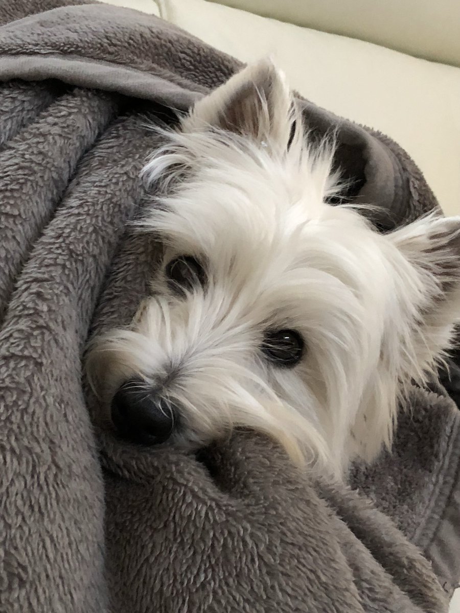 2025.2.8
ステラ9歳の誕生日🎂
いつも見守ってくれてありがとう。あなたのその温かい眼差しにどれだけ救われていることでしょう。
大大大好きだよ💕
#happybirthday #ウエストハイランドホワイトテリア  #ウエスティ #WESTIE #westhighlandwhiteterrier  #犬のいる暮らし