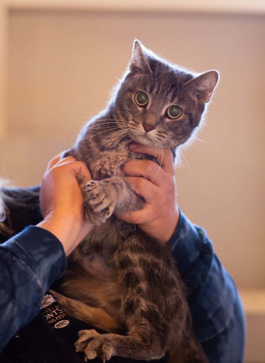 Whiskers 'N' Wishes Sanctuary tweet media