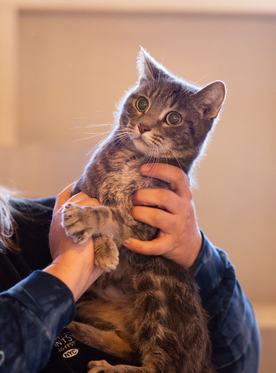 Whiskers 'N' Wishes Sanctuary tweet media