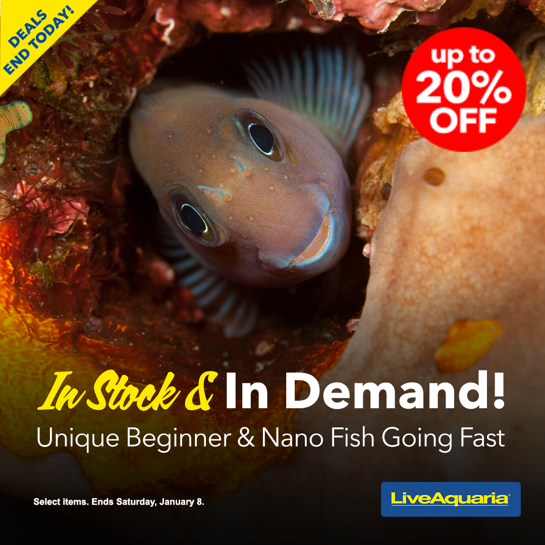 LiveAquaria's tweet image. Oh, man! 20% off ends tonight, but there’s still time to save on Freshwater Fish for Beginners and Nano Fish. Get your fishkeeping journey started and save $$ in the process. Just check out before midnight!
tiny.cc/98x7001
#freshwaterfish #beginnerfish #nanofish #easyfish