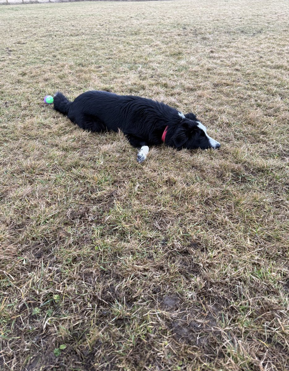 Having a break while Dexter continues to fly around. 
It’s a bit dull and drizzly today