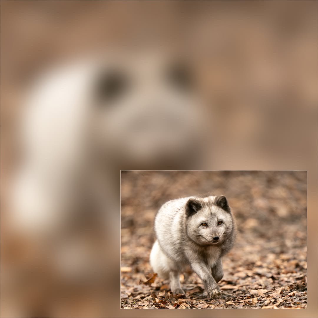 Man sagt doch… Liebe geht durch den Magen! 😂

Bei den Polarfüchsen stimmt das so nicht… hier gewinnt einfach der Frechere! 😆

Ein herzliches Dankeschön an Beatrice Sagara-Zurbrügg für die tollen Aufnahmen!

#Polarfüchse #ArcticFox #TierparkBern