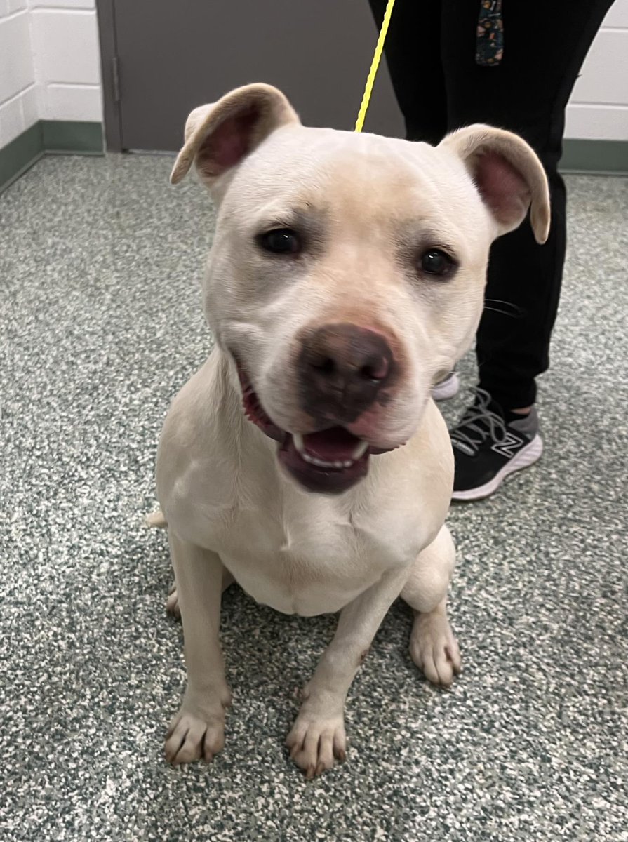 rowan_county_wx's tweet photo. In our partnership with the Rowan County Animal Shelter for finding forever homes for pets.

Here we have Diamond, a beautiful pit mix that is just full of life.  She was owner surrendered to the shelter due to the owners saying she had too much energy in the house around their 2-year-old. She is the sweetest baby but still in her puppy stages since she is only 1 year old. Diamond is already spayed. Diamond needs a household that can allow her to use up her energy freely since this girl is still a baby 🙂