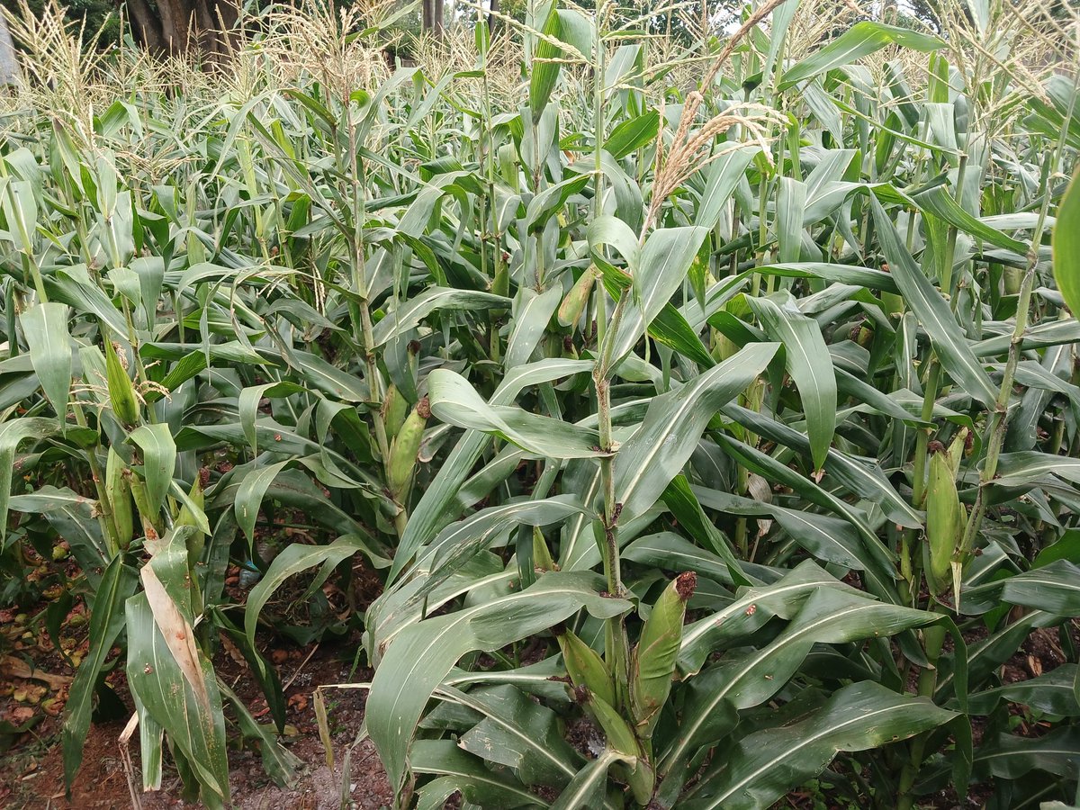 Forward Makasi-Agronomist🇿🇼 (@forwardmakasi1) on Twitter photo This is your "Agronomist's" maize crop in a backyard garden in Bluffhill. Tave kutogocha isu! Bluffhill is a termite-prone area. I will use either IMIDACLOPRID, CHLOPYRIFOS, LAMBDA, VOLT, or CIPRONIL to protect my crop from the termite damage! All available <a href="/CPChemicals24/">CP Chemicals Pvt Ltd</a> This is your "Agronomist's" maize crop in a backyard garden in Bluffhill. Tave kutogocha isu! Bluffhill is a termite-prone area. I will use either IMIDACLOPRID, CHLOPYRIFOS, LAMBDA, VOLT, or CIPRONIL to protect my crop from the termite damage! All available <a href="/CPChemicals24/">CP Chemicals Pvt Ltd</a>