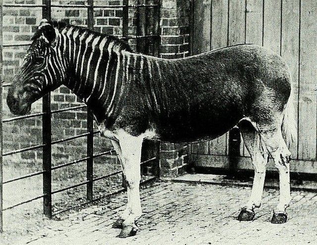 Photo of the now extinct Quagga.