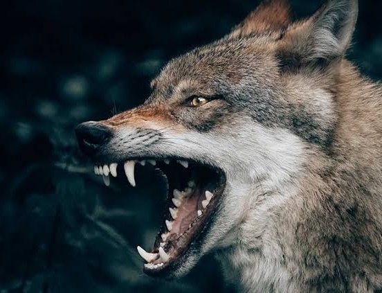 <a href="/KayserisporFK/">Bellona Kayserispor</a> <a href="/solwieenergy/">Solwie Energy</a> ?