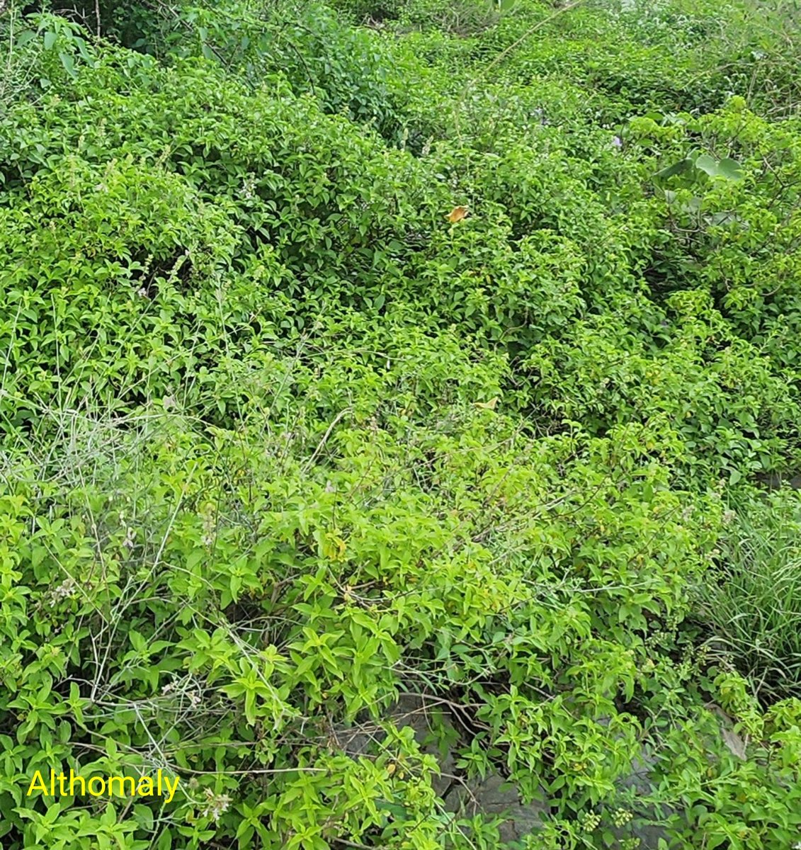 أ.د .عبدالله مصلح الثمالي tweet media