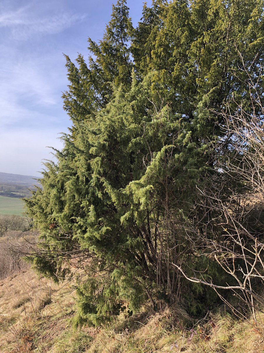 julian russell tweet media