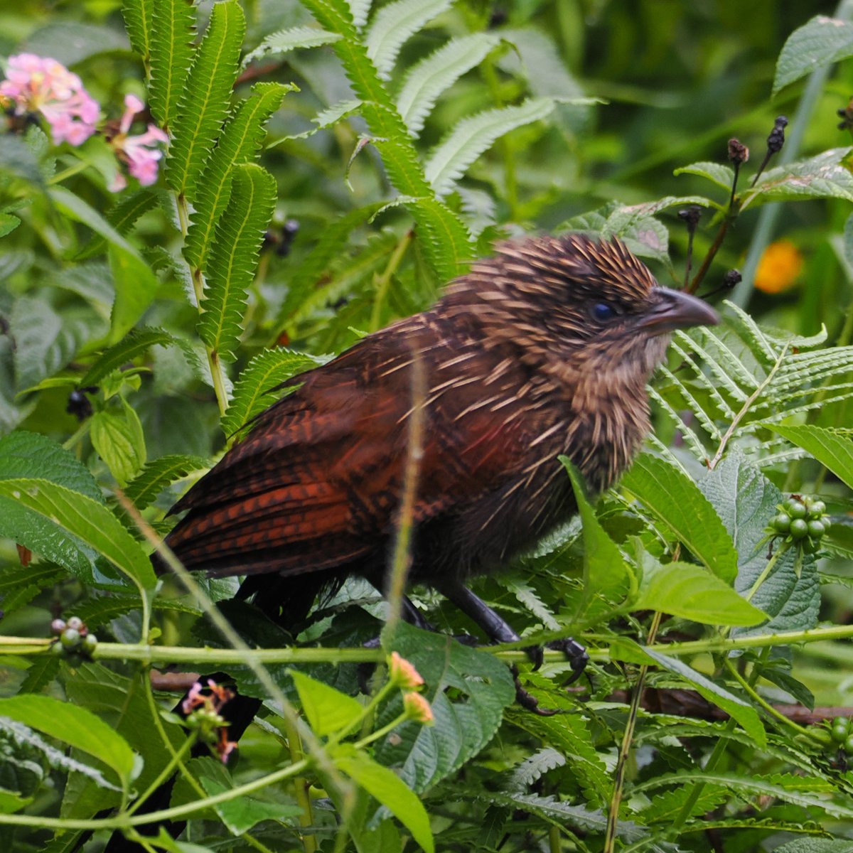 oly_pos's tweet photo. ■Malagasy Coucal (Centropus toulou)
　Madagascar, Andasibe - April 2024
茂みから現れたアフリカバンケン、和名と裏腹にマダガスカル固有種。SSの確認漏れで悔いが残る。
#Birds #BirdsofMadagascar #OM1 #OMSYSTEM
#Cuculidae https://t.co/aHUF0vF3lE