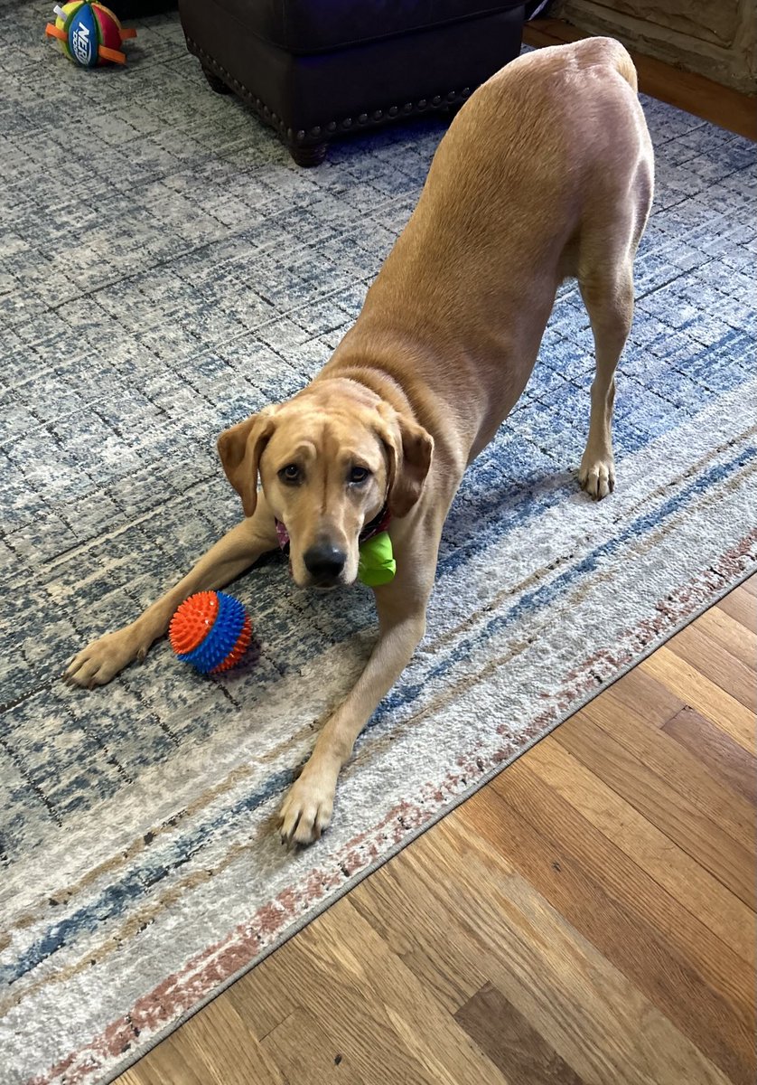 CSNP72's tweet image. ⁦@UCFProduction⁩ one more of Annie. The JMU Softball Dog!