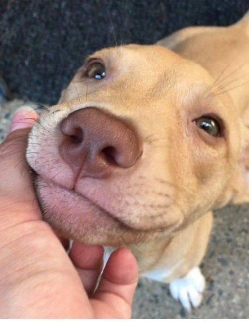 He was adopted..!  That smile of love 💕
Send him some love 🥺 ?