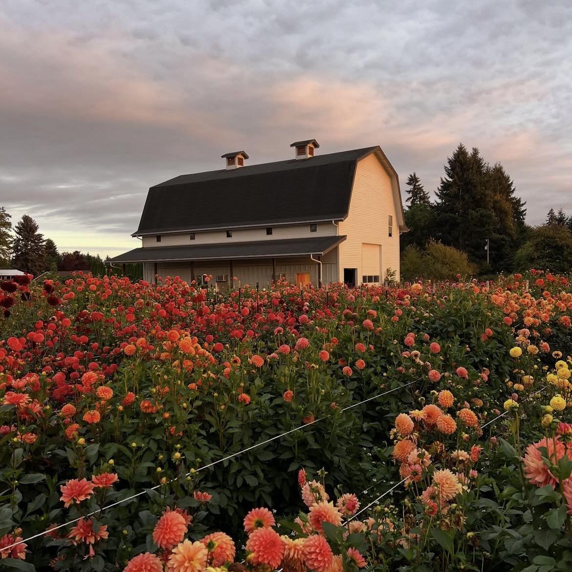 artindetails's tweet image. in a sea of flower