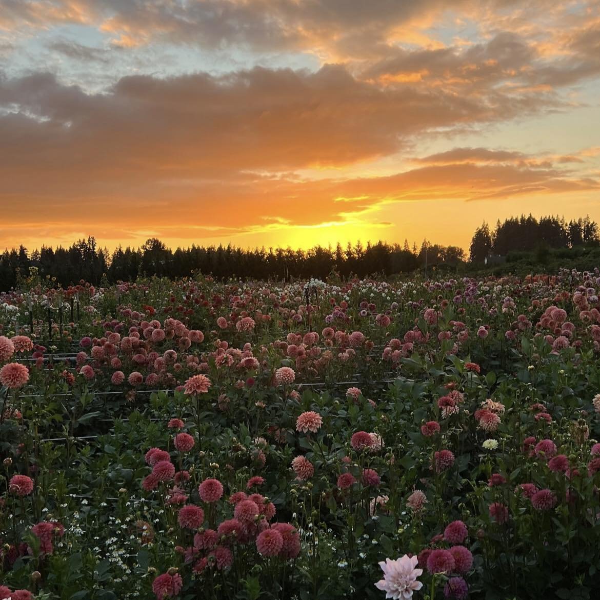 artindetails's tweet image. in a sea of flower