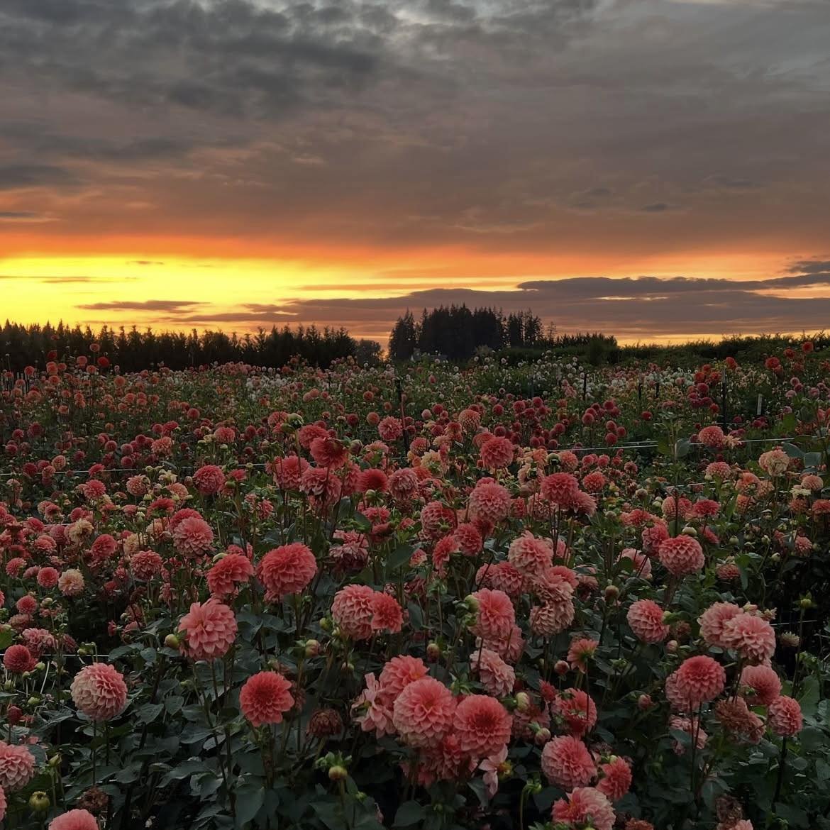 artindetails's tweet image. in a sea of flower