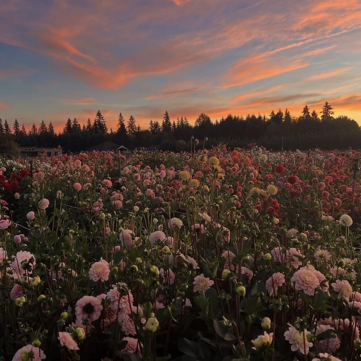 artindetails's tweet image. in a sea of flower