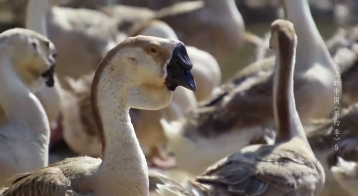 lovechaozhou's tweet photo. The cuisine of #Chaozhou was featured in the latest episode📼 of A Bite of China!✨The culinary #documentary📹, aired by CCTV on February 7th, showcased Chaozhou’s specialties, including lion-head goose🪿 of #Raoping, braised #goose of Xikou, #noodle 🍜 with hand-slap of Fushan, rice🍚 with goose of Anbu.💫