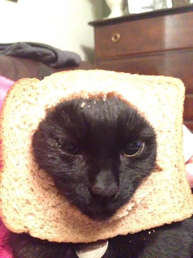 INBREDCATONSOL's tweet photo. Me: AI will take over the world.  
AI: *Generates a cat in bread.*  
Me: Never mind, we’re safe🍞🫵😹🍞 https://t.co/6vTrTCu1kF