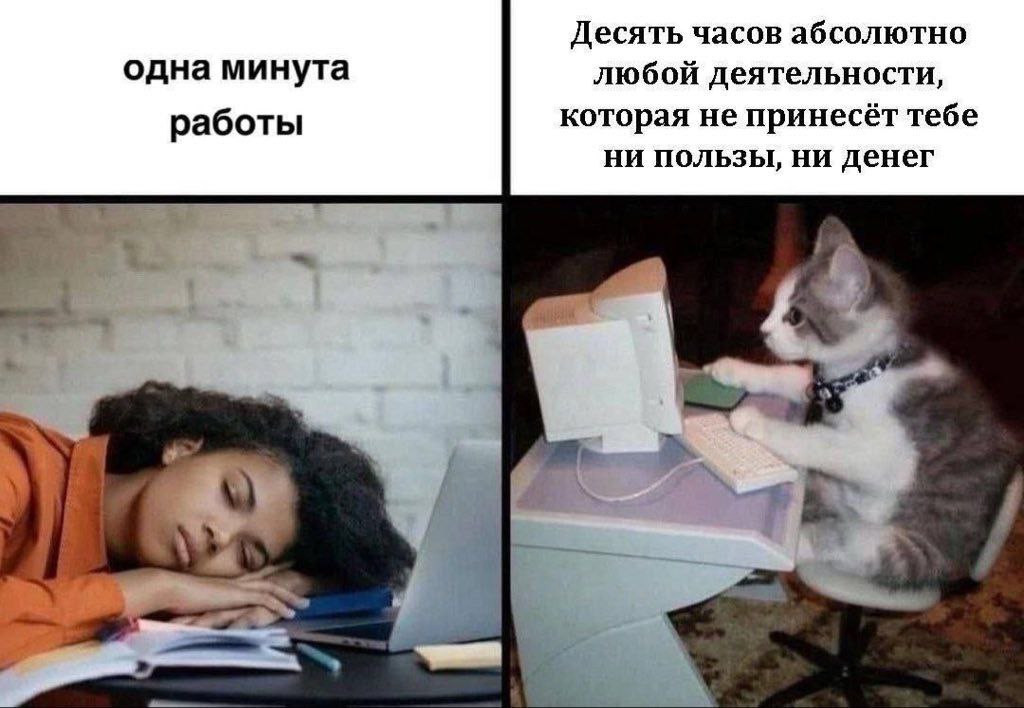 cats, i love cats (@catsilcats) on Twitter photo 