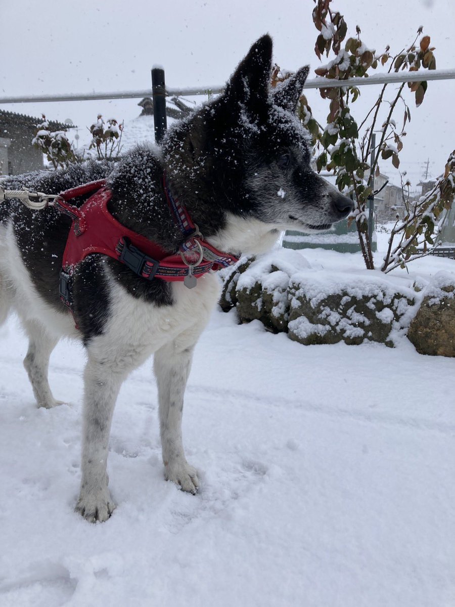 寒い日が続きますね☃️❄️
みなさんお加減いかがでしょうか。
先日15歳になったこのひとは変わらず雪が大好きで、元気にとっとこお散歩してます。

桜も、見れるんじゃないの？？