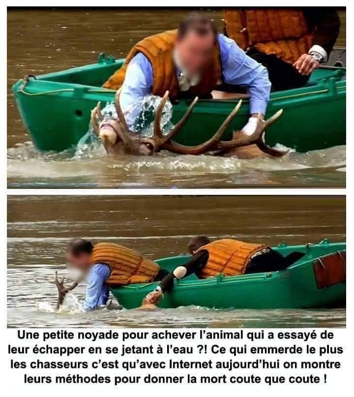 🦌 Les pratiquants de la chasse à courre / vénerie sont-ils des RAVAGÉS ?
A. Oui
B. Non

🤍 Merci pour vos suivis sur X, nous vous suivons en retour 🙏 Rejoignez notre telegram en cas de censure : t.me/lejournal2dema… ✨