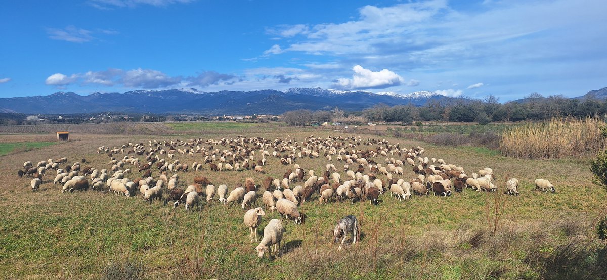 Diuen que aixequem pols,que el fem molesta i fa brut quan se'l troben a carreteres,carrers i,camins.Molesta el repic de les esquelles així com el belar de les ovelles.. Abans el xerri era or,abans afortunat el que trobava llana enganxada a la brolla dels camins,abans era abans