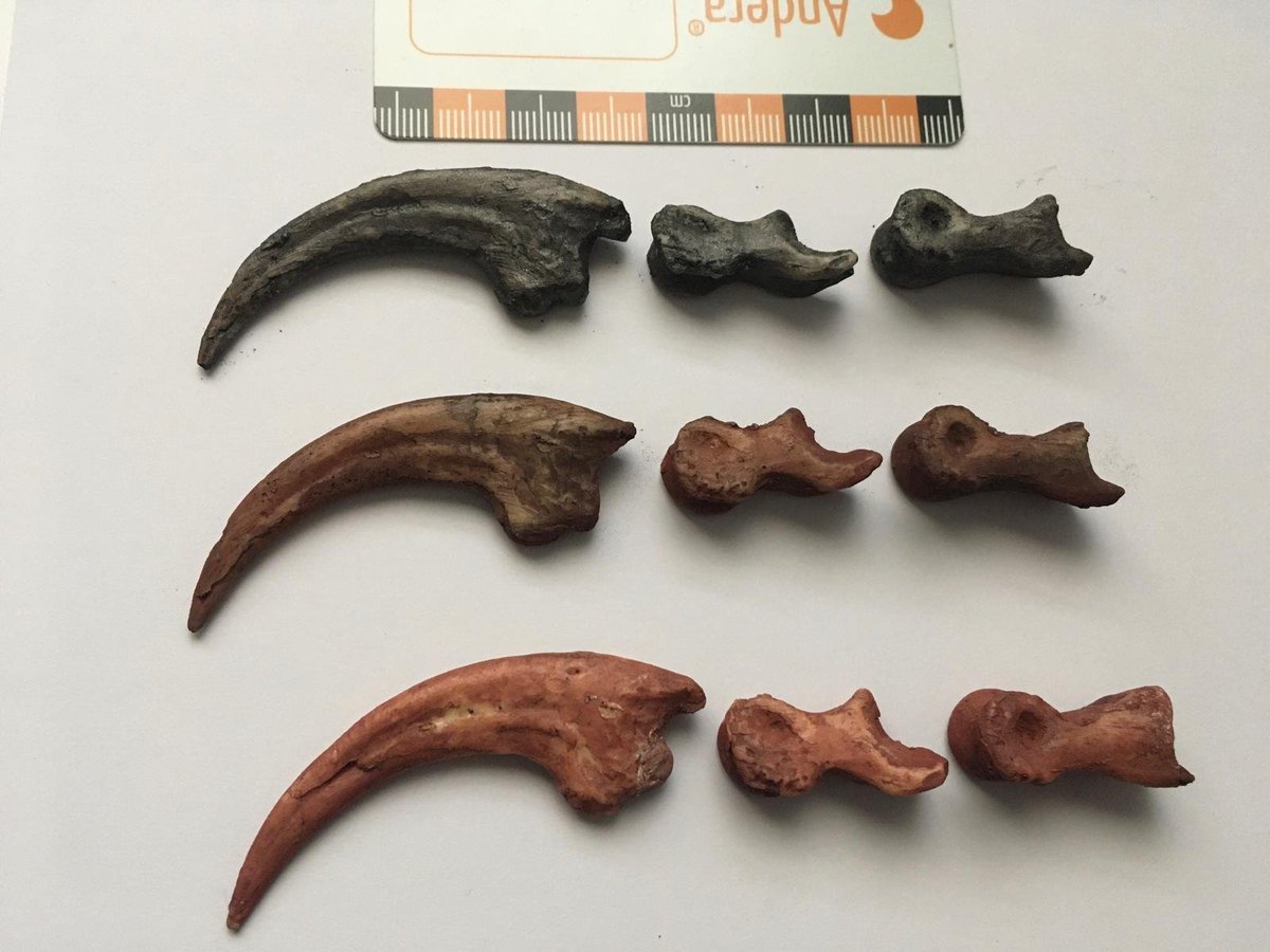 Quedan 4 dedos de Velociraptor a tamaño real. 
He hecho uno más, el que veis en color negro es nuevo. Puedo hacer más en este tono. 

Ya sabéis 17,30€ cada uno con los gastos de transporte incluidos (Península-España).
Interesados MD.