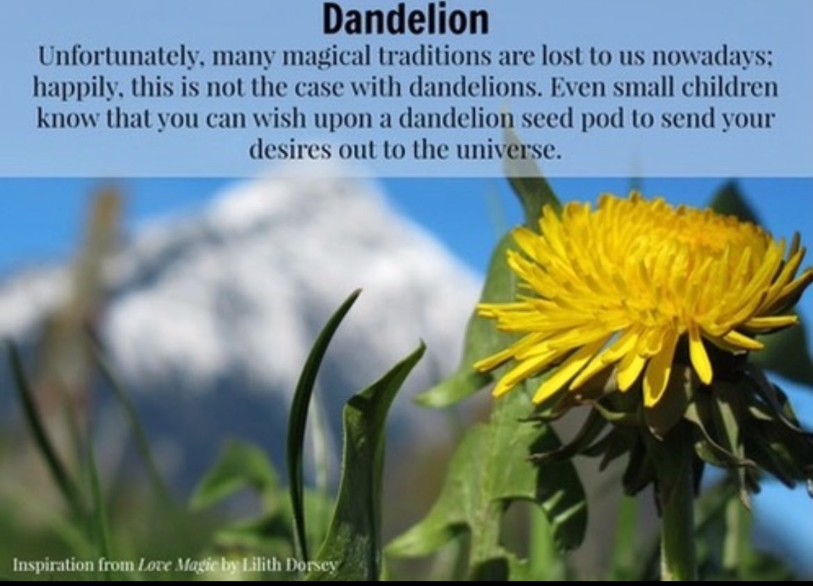Even Dandelions can be magickal #greenwitch #dandelion