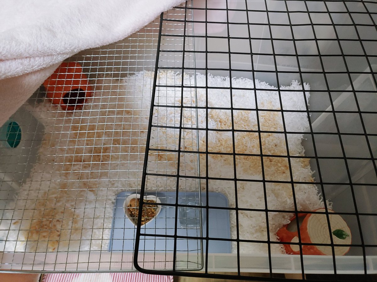 9doongs's tweet photo. 2/8, 경북 구미 유기햄 '베네스' 임보 시작합니다.
제가 좋아하는 게임 파이널판타지14에서 희망을 상징하는 캐릭터의 이름을 붙여줬어요.
베네스는 종양때문에 구조물을 넣어줄 수 없어서 우선 부드러운 종이베딩과 은신처를 넣어주었습니다 https://t.co/x3oP1VIJON