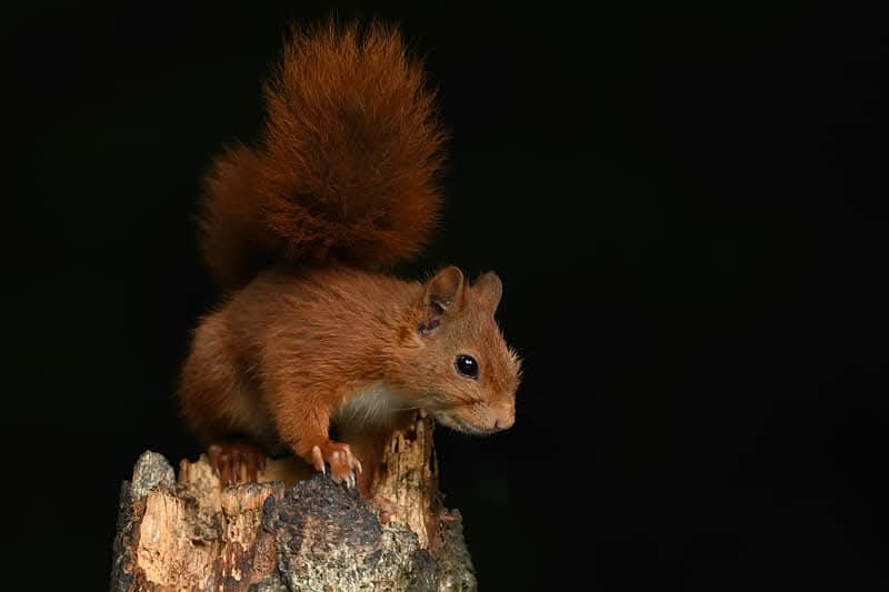 DeKikker72's tweet image. En dan nog een eekhoorn om het af te leren 😊😍

#KleurInDeNatuur 
#Koper