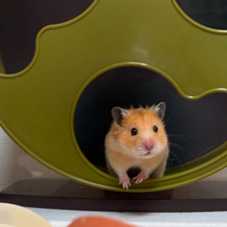 Hamster of the Day 🐹 tweet media