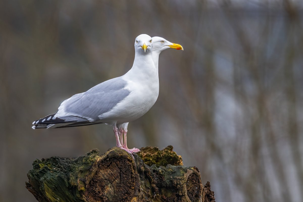 Wow....2 headed gull !