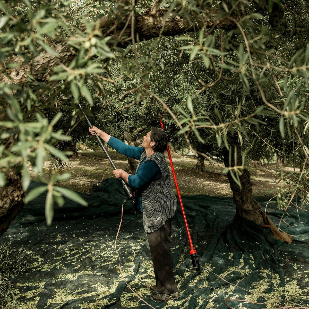 🌿 Was macht Kolymvari Olivenöl so besonders?

✅ Handgeerntet – keine Saugmaschinen wie in der Industrie
✅ Tagsüber geerntet – schützt Vögel &amp; Wildtiere
✅ Höchste Qualität direkt aus Kreta

Jetzt im Shop erhältlich!🛒

#Kolymvari #Olivenöl #Nachhaltigkeit #Genuss  #Kreta