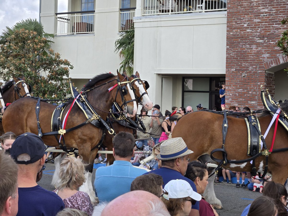 Matt (Absol) tweet media