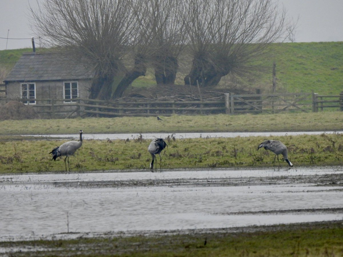 Karen Jayne (@hobbylovinglife) on Twitter photo A chilly few hours spent at WWT Slimbridge this am with Dean <a href="/worlebirder/">Dean Reeves</a> the Glossy Ibis showed extremely well & as always good to see the Bewick’s & Whopper Swans. Lovely catching up with Barry & Pete <a href="/BirderGinger/">(Barry Dursley)</a> <a href="/petercoslett/">Peter Coslett.</a> <a href="/WWTSlimbridge/">WWT Slimbridge</a> #gloucesterbirds <a href="/slimbridge_wild/">Slimbridge Sightings</a> A chilly few hours spent at WWT Slimbridge this am with Dean <a href="/worlebirder/">Dean Reeves</a> the Glossy Ibis showed extremely well & as always good to see the Bewick’s & Whopper Swans. Lovely catching up with Barry & Pete <a href="/BirderGinger/">(Barry Dursley)</a> <a href="/petercoslett/">Peter Coslett.</a> <a href="/WWTSlimbridge/">WWT Slimbridge</a> #gloucesterbirds <a href="/slimbridge_wild/">Slimbridge Sightings</a>