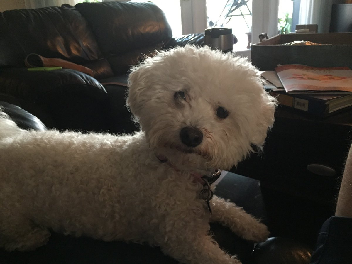 barnaby_smith's tweet photo. @PuppiesIover Bichon Frise https://t.co/ljUlcc8flS