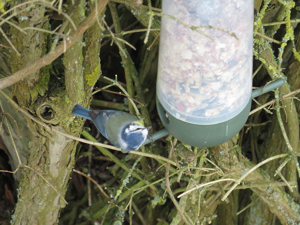beingmyself_25's tweet photo. Aus den Strauch hervorgelugt und dann an die Futtersäule, nachdem alles sicher ist. 
#Blaumeise #Vogel #Futterstelle #TiereInFreierNatur #ZeitlupeVideo #LahnDillKreis #LDK #07Februar2025 https://t.co/PzErGNX1JY