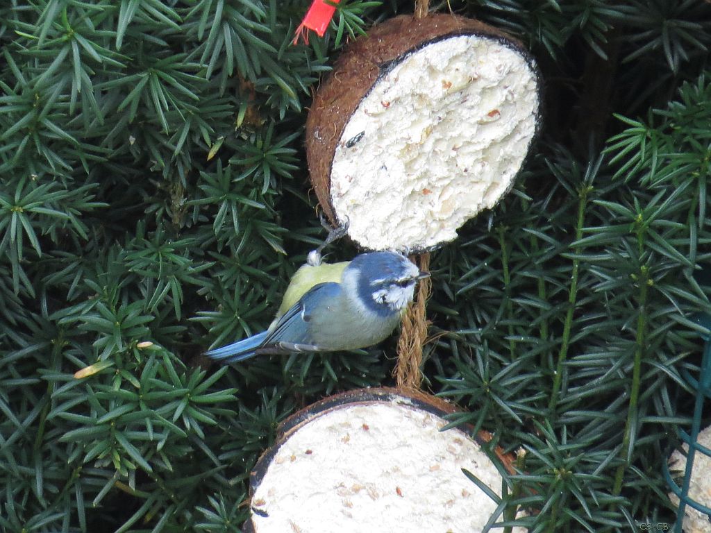 beingmyself_25's tweet photo. Guten Appetit 
#Blaumeise #Vogel #Futterstelle #TiereInFreierNatur #ZeitlupeVideo #LahnDillKreis #LDK #07Februar2025 https://t.co/vOu8x0XpDX